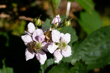 Brombeeren Rubus wilde Blüten und Früchte