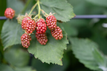 Brombeeren Rubus wilde Blüten und Früchte