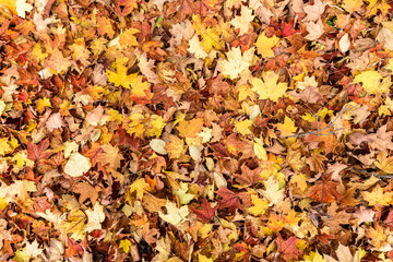 Fallen autumn leaves covering a forest floor. Colourful background image for seasonal use. Copy space.