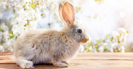 a small fluffy rabbit sits on a wooden table against the backdrop of a blurred green flower garden,...