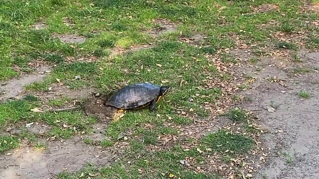 Side view of a snapping turtle laying her eggs in the grass across from a pond.