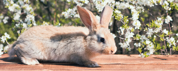 a small fluffy rabbit sits on a wooden table against the backdrop of a blurred green flower garden,...