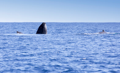 Fototapeta premium A big whale seen in La Reunion sea