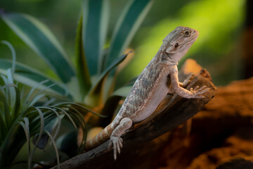 Portrait of a captive young bearded dragon.