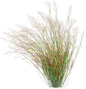 Side view of wild pampas grass