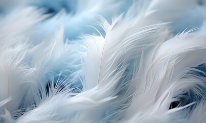 Fluffy white feathers on a blue background.