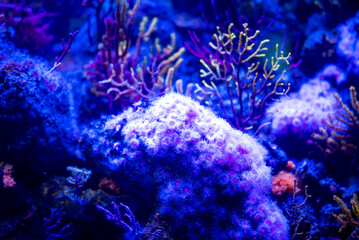 Fototapeta na wymiar Amazing beautiful corals at the bottom. Corals look like flowers.