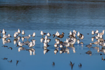This flock of Dunlins, Ring-billed Gulls and a Herring Gull were seen at the East River Pool in the St Marks National Wildlife Reserve.