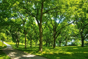 Fototapeta na wymiar On a sunny Summer day, tall trees with bright green leaves border the Oak Leaf Recreation Trail along Lake Michigan near Milwaukee, WI.