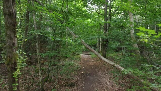 Forest background videos
