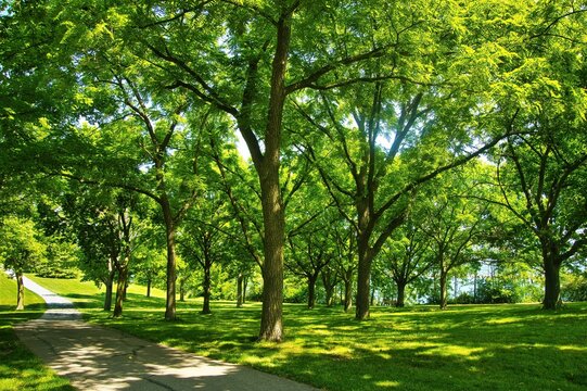 On a sunny Summer day, tall trees with bright green leaves border the Oak Leaf Recreation Trail along Lake Michigan near Milwaukee, WI. - Powered by Adobe