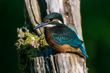 Kingfisher birds on dark background on a branch