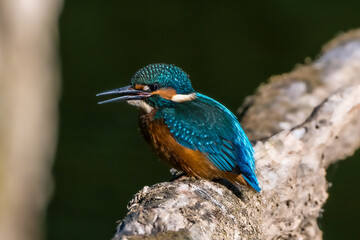 Kingfisher brightly coloured blue bird on dark background in forest at morning sun