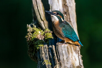 Bright blue kingfisher bird sitting on a branch