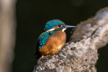 Bright blue kingfisher bird sitting on a branch