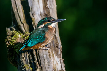 Bright blue kingfisher bird sitting on a branch