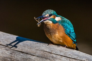 Blue Kingfisher bird eating on a branch on dark background