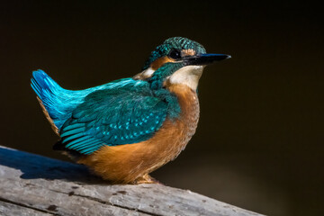 Kingfisher birds on dark background on a branch