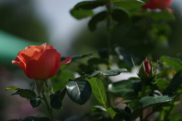 Obraz premium Fleur du jardin