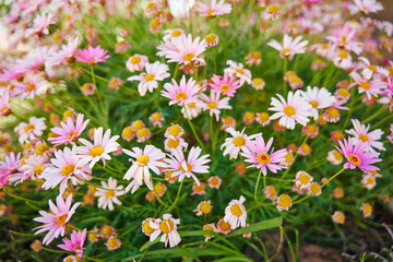 beautiful flowers in the garden, andalusia flowers