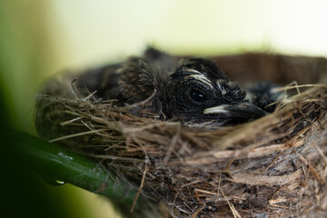 New born birds waiting mother bird feeding in the nest on branch tree and green background.