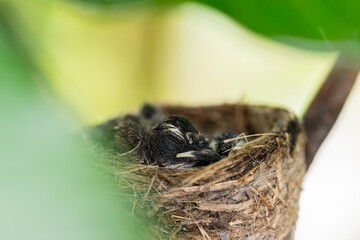 New born birds waiting mother bird feeding in the nest on branch tree and green background.