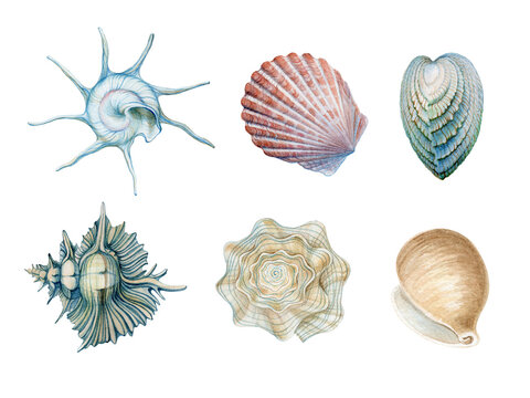 Set with watercolor illustrations of seashells isolated. Marine collection of hand drawn seashells. Can be used in stickers, textiles, scrapbooking and wrapping paper.