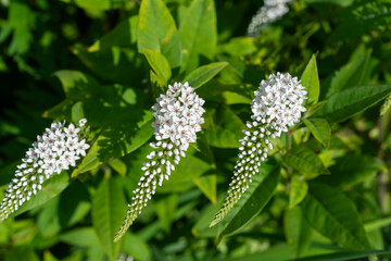 Lysimachia clethroides or goose-neck loosestrife in the sun