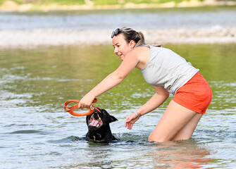 staffie swimming in river