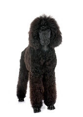 standard poodle in studio