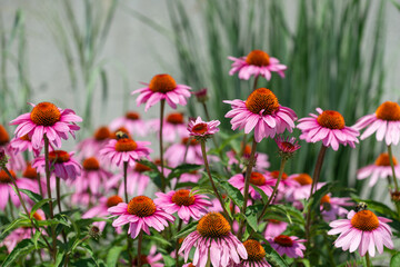 pink echinacea blossoms and ornamental grassing in lush bloom near a parapet wall - obrazy, fototapety, plakaty