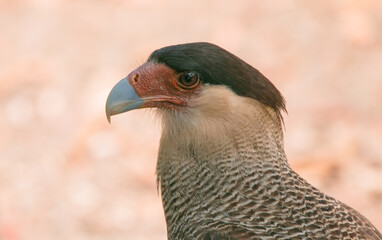 close up of a Crested Caracara