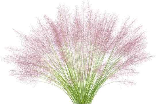 Side view of wild pampas grass