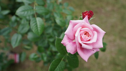 fleurs et palntes du jardin