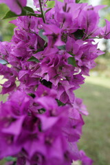 Fototapeta premium fleurs et palntes du jardin