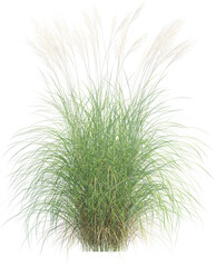 Side view of wild pampas grass