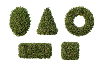 Abelia x grandiflora in transparent background