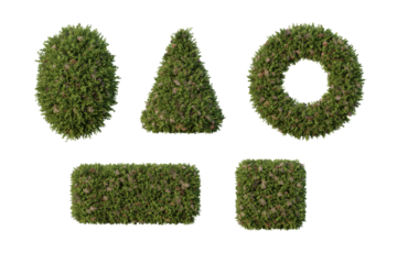 Abelia x grandiflora in transparent background