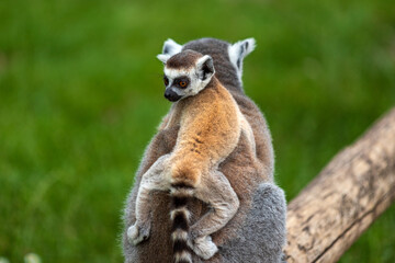 Ring-tailed lemur and little baby on her back