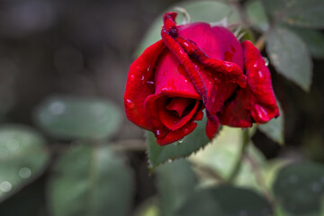 A blooming red rose with green leaves. Blooming rose close-up on a sunny day. In summer, a rose with red flowers blooms in the garden. A beautiful rose. Summer flowers. Selective focus.