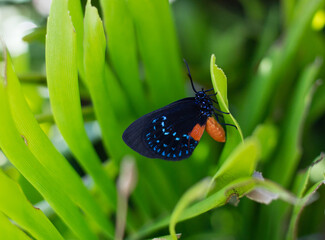 Female Atala butterfly laying eggs on her host plant the coontie palm