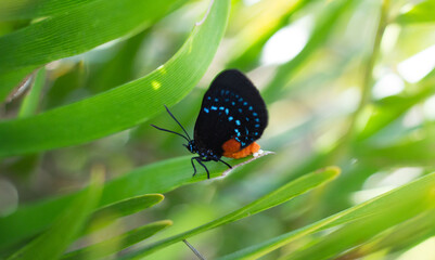 Female Atala butterfly laying eggs on her host plant the coontie palm © Amanda