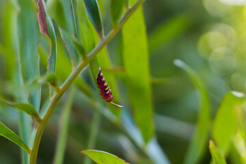 Atala butterfly caterpillar on its host plant the coontie palm with blurred background