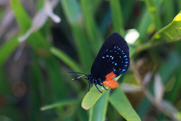 Detailed closeup of rare Atala Butterfly with black, orange, and iridescent blue markings