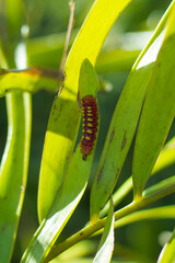 Detailed closeup of Atala butterfly caterpillar