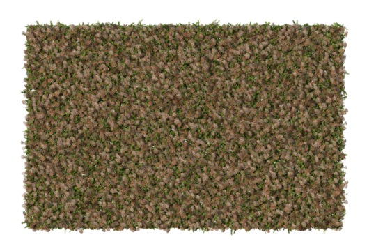 Abelia x grandiflora in transparent background