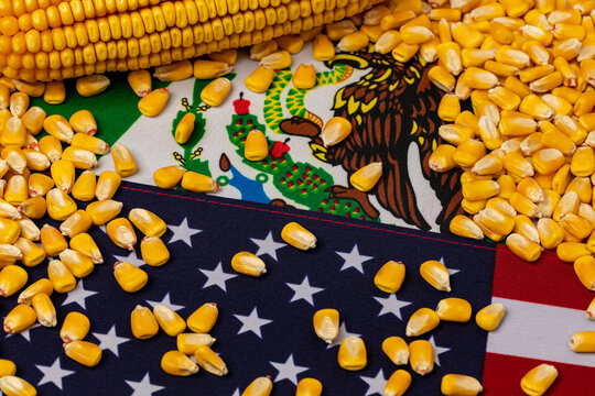 United States of America, Mexico flags and corn kernels. Agriculture trade, GMO ban, imports and exports concept.