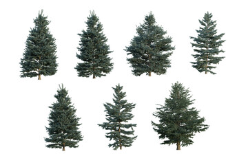 Abies-concolor in transparent background
