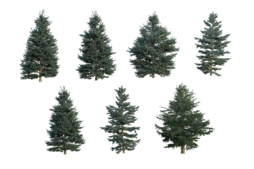 Abies-concolor in transparent background