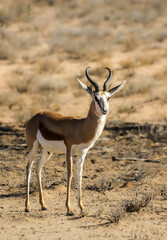 Naklejka na ściany i meble Springbok (Antidorcus marsupialis) in the Kalahari (Kgalagadi) 